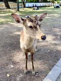 Nara Park: A Magical Meeting with Japan’s Sacred Deer