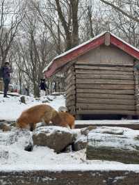 Feeling Foxy at Zao Fox Village