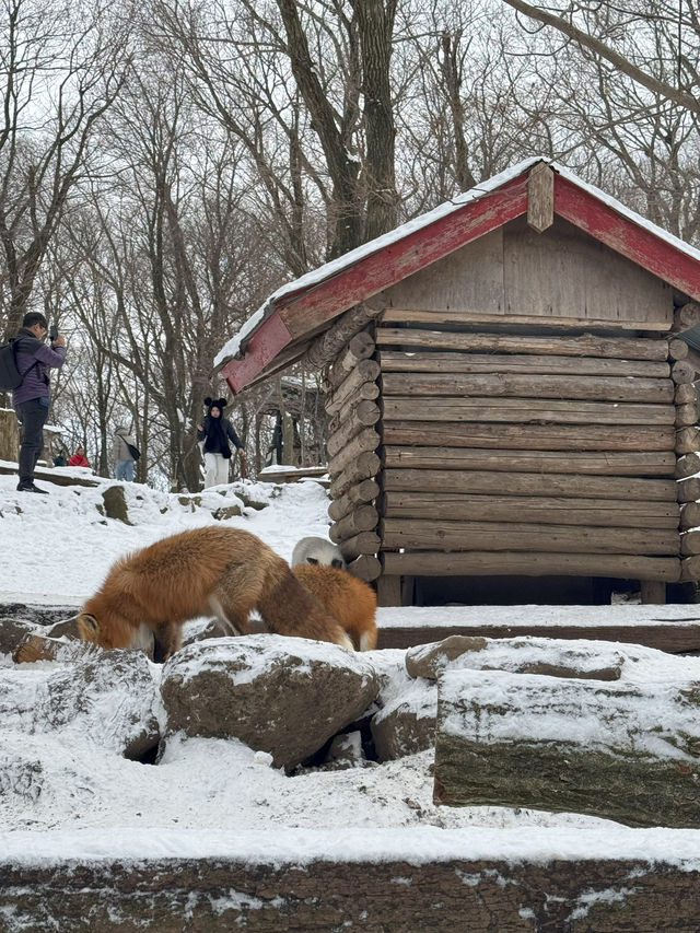 Feeling Foxy at Zao Fox Village