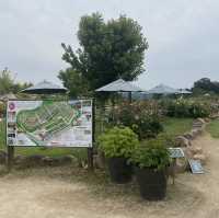 【広島県】世羅高原 花の森！イングリッシュローズ🌹