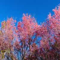 ภูลมโล