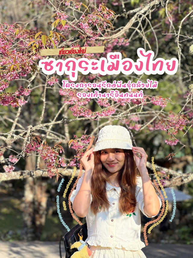 ซากุระเมืองไทย ย่านดอยอินทนนท์🌸💗