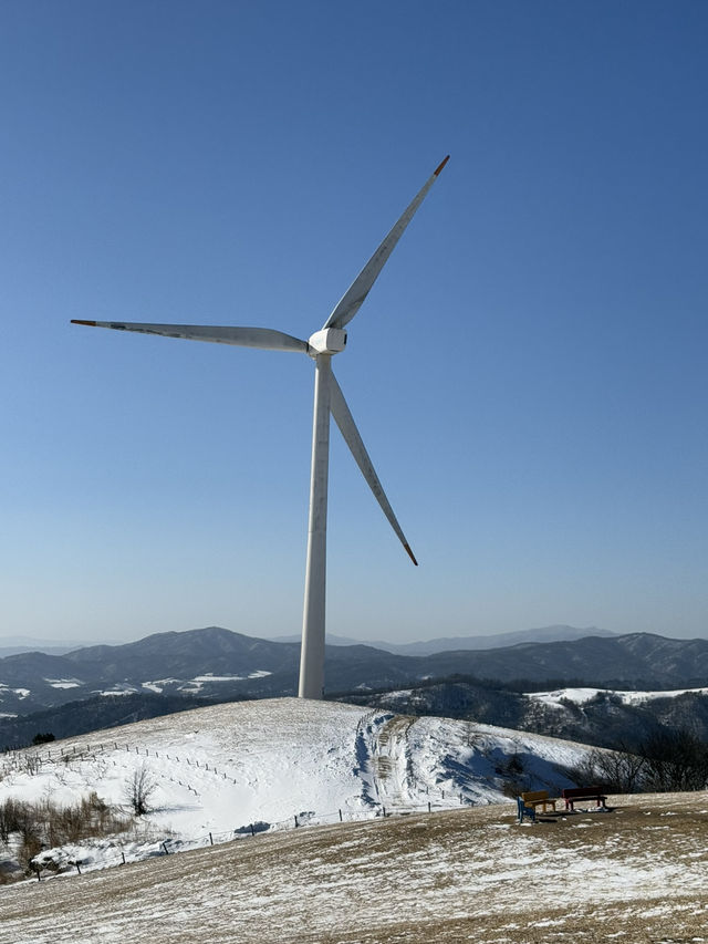 대관령 하늘 목장: 겨울의 낭만을 만끽하다 ❄️