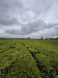 Serenity in Green: Exploring Tea Valley