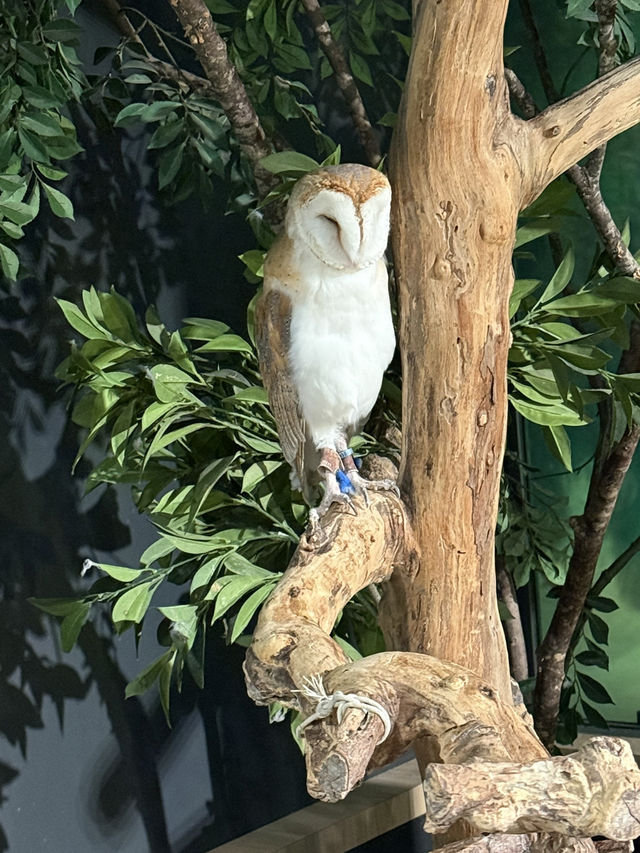 新感覚の水族館 DMMかりゆし水族館 【豊見城】