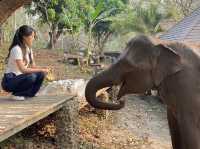 🇹🇭치앙마이 코끼리와 함께하는 타완 리버사이드 숙소🐘