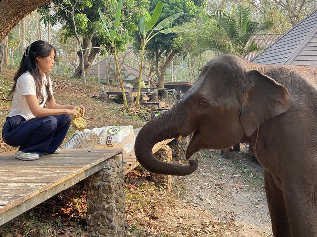 🇹🇭치앙마이 코끼리와 함께하는 타완 리버사이드 숙소🐘