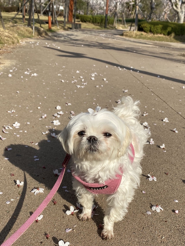 🐾강아지의 천국 부산시민공원🌳