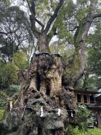 探訪來宮神社大楠：靜岡熱海的千年神樹，祈願與能量的聖地