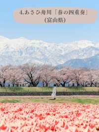 全国のソメイヨシノオススメスポット🌸
