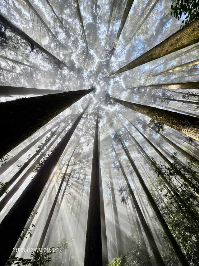 巧遇夢幻的斜射光及雲海在加里山