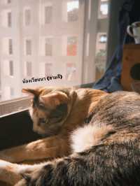 ไปเดทกัน แบบสายเติมแมวกันที่ Moon.S Cafe