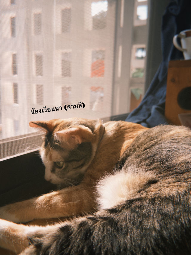 ไปเดทกัน แบบสายเติมแมวกันที่ Moon.S Cafe