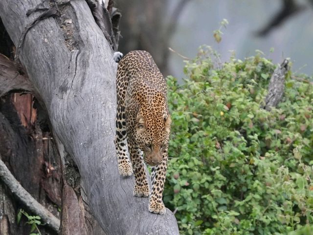 肯尼亞草原獵食者