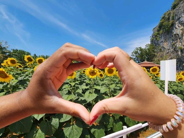 🌻ทานตะวัน เขาทะนาน อ.ทุ่งหว้า จ.สตูล บานแล้วจ้า✨️