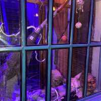 Mad Hog Tavern Phuket 