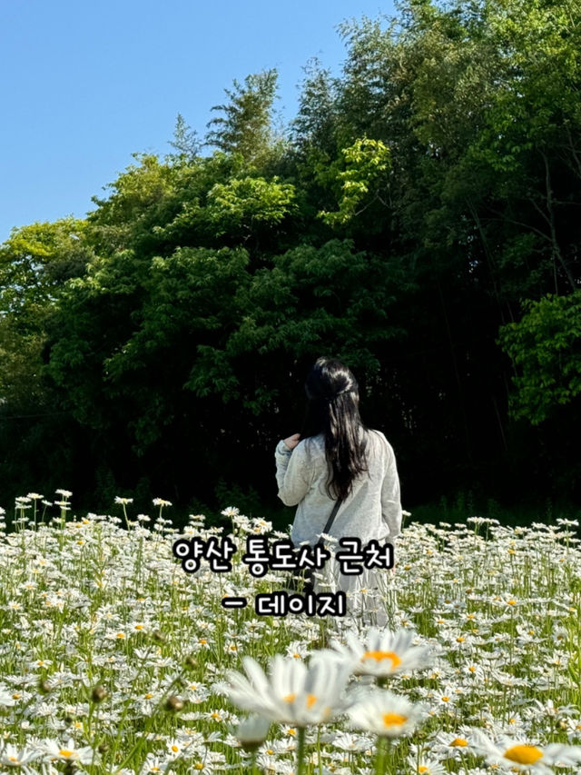 봄이 오면 달려가야하는 부산근교 봄꽃 명소