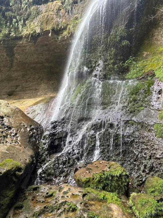 杉林溪櫻花美景