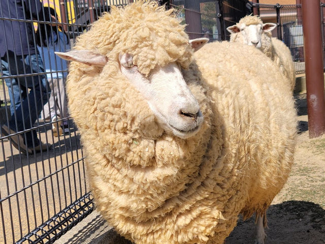 可愛い動物たちに出会える🤍【あぐりの丘】