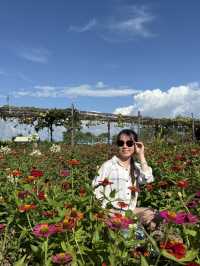 "Siem Reap Uncovered: Temples, Tastes & Nightlife"