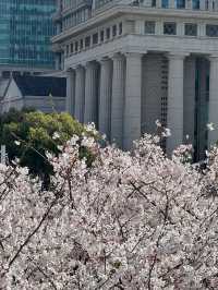 上海陸家嘴櫻花：現代都市中的春日浪漫