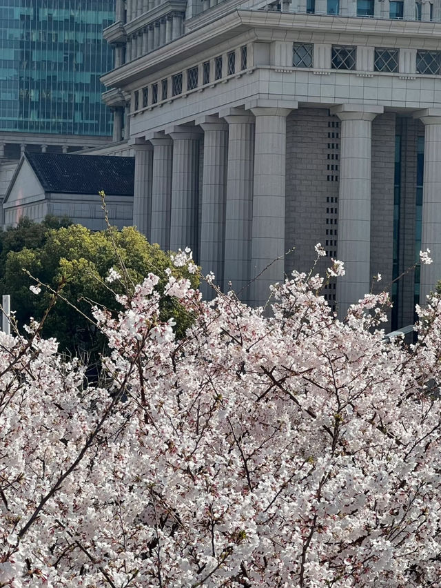 上海陸家嘴櫻花：現代都市中的春日浪漫