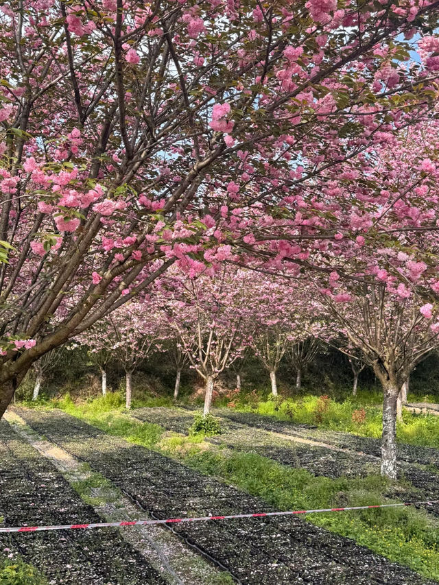 貴安櫻花園：自然與靜謐的春日天堂