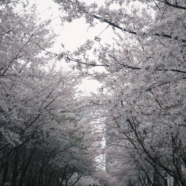 武漢植物園-櫻花大道的浪漫