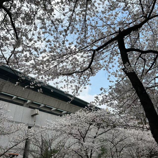 武漢植物園-櫻花大道的浪漫