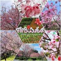 台北櫻花🌸陽明山下櫻花舞🩷花鐘閃耀映晴初🌸