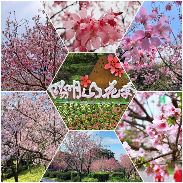 台北櫻花🌸陽明山下櫻花舞🩷花鐘閃耀映晴初🌸