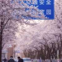 🌈安福路～櫻花之旅🌸