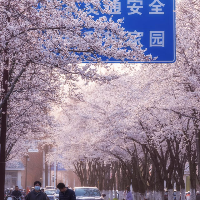 🌈安福路～櫻花之旅🌸