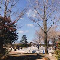 Showa Memorial Park (昭和記念公園)