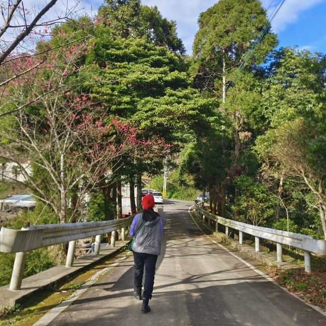 櫻花加油喔！李花太會搶鏡頭了