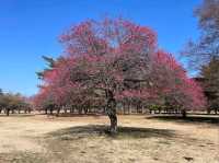 Nogawa Park (野川公園)