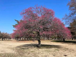 Nogawa Park (野川公園)