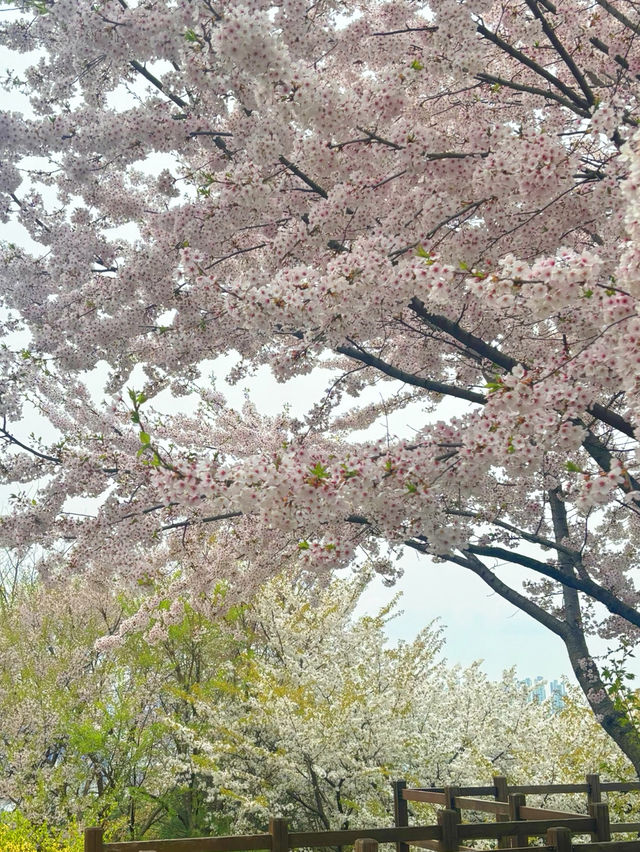 봄에 가고싶은곳!