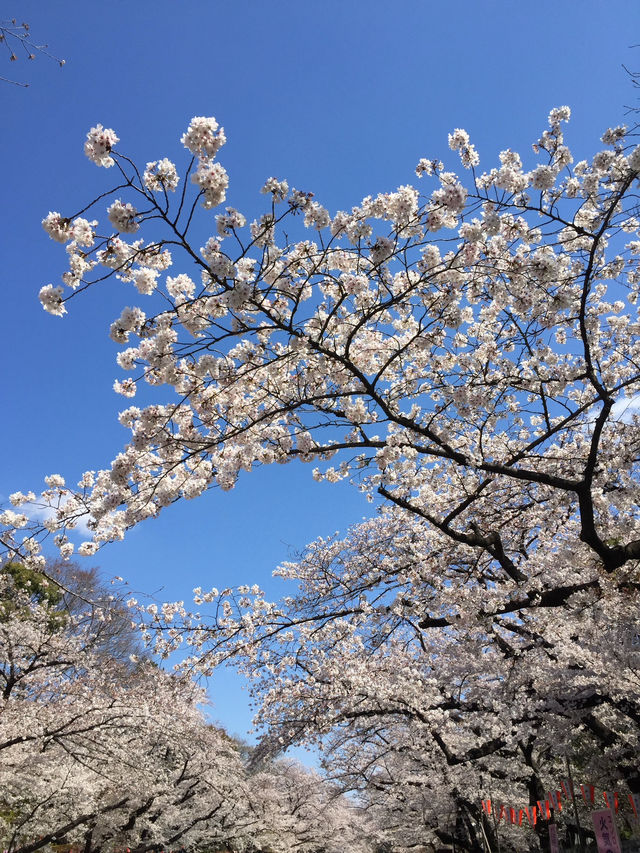 ซากุระบานสะพรั่งที่สวนอุเอโนะ งดงามจนต้องหยุดมอง