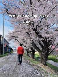 ซากุระที่ Kanonji River ฟุกุชิมะ ไม่ควรพลาด
