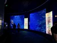 多麼神奇的水族館