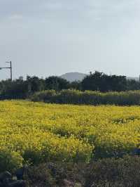 성산 유채꽃 단지, 봄날의 노란 물결🌼