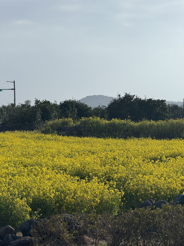 성산 유채꽃 단지, 봄날의 노란 물결🌼
