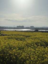 성산 유채꽃 단지, 봄날의 노란 물결🌼