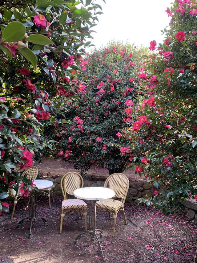 겨울제주는 🌺동백이지!