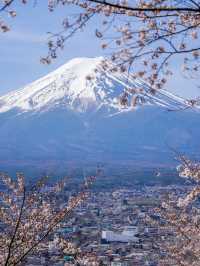 在富士山下與櫻花相遇🥰東京櫻花攻略❤️‍🔥