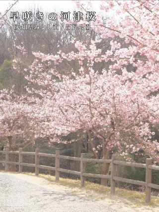 ตอนนี้คือเวลาที่ดีที่สุดที่จะเห็นมัน! ดอกซากุระคาวาซึที่สวนมิโยชิ