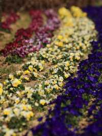 能古島海島公園：用不落幕的詩意花園