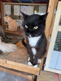 【北九州カフェ】猫が天井を歩く!?知る人ぞ知るレトロな喫茶店☕️