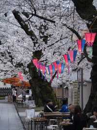 【東京】行かなきゃ損‼️都会の喧騒を忘れて桜を愛でる✨※屋台もあるよ